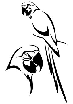 Parrot Bird Black And White Vector Outline