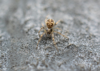 tiny spider up close