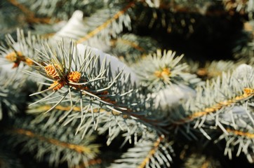 Naklejka na ściany i meble rime on the branches of spruce close-up