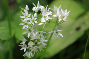 Bärlauch (Allium ursinum) verwandt mit Knoblauch, Zwiebel, Schnittlauch
