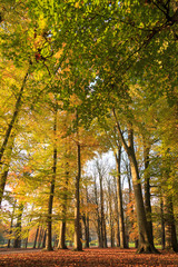 Looking up at the trees and leaves on a nice autumn morning in parc de la Tete d'Or in Lyon, France.