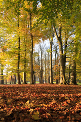 Trees and leaves on a nice autumn morning in parc de la Tete d'Or in Lyon, France.