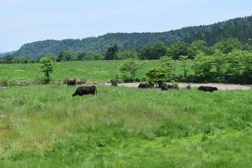 Fototapeta na wymiar 牛の放牧 ／ 山形県鶴岡市羽黒町川代にある月山高原牧場で、牛の放牧風景を撮影した写真です。この牧場は、約100haの緑のジュウタンが広がり、雄大な高原の中で牛や羊を眺められます。牛を放牧すると足腰が丈夫になる、広々とした牧場で運動することにより健全な牛になる、管理の手間が省ける、エサ代の削減など良いこと尽くしです。高原からの眺めは最高で、ひそかな観光ポイントになっています。