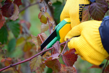Hands with gloves of gardener doing maintenance work, pruning bushes in autumn