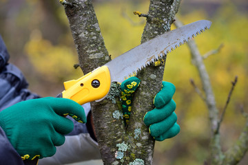 Hands with gloves of gardener doing maintenance work, pruning trees in autumn