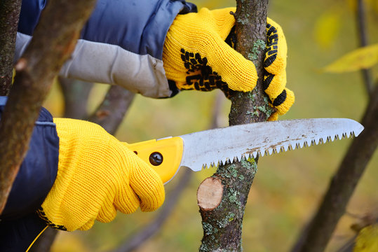 Hands with gloves of gardener doing maintenance work, pruning trees in autumn