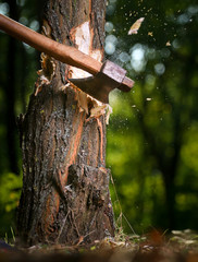 Chips fly apart after the lumberjack chopping wood