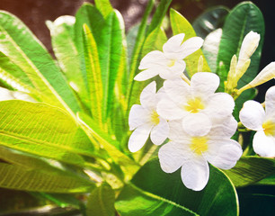 Plumeria or Frangipani flower on green leaves background