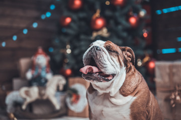 Smiling English bulldog with gifts uner xmas tree