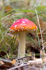 fly agaric mushroom in the grass in the forest
