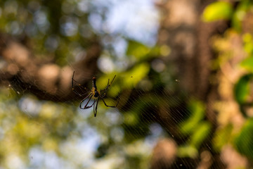 Spider in the jungle, India.