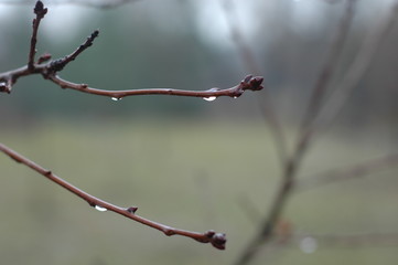 Several thin bare branches in the fall with raindrops.