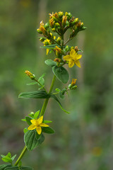 erba di S.Giovanni (Hypericum perforatum) infiorescenza