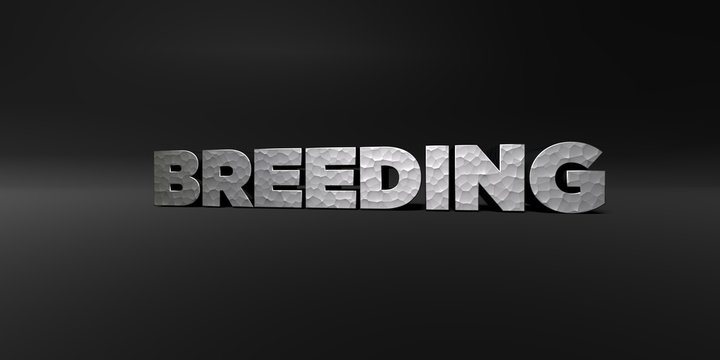 BREEDING - hammered metal finish text on black studio - 3D rendered royalty free stock photo. This image can be used for an online website banner ad or a print postcard.