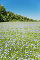 Field of blooming flax