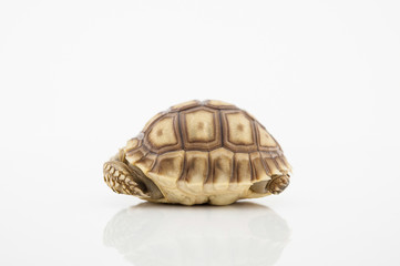 Sulcata tortoise