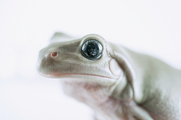 Whites Tree Frog