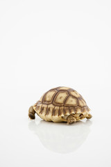Fototapeta premium Sulcata tortoise