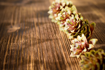 Several spruce cones on the wooden background.