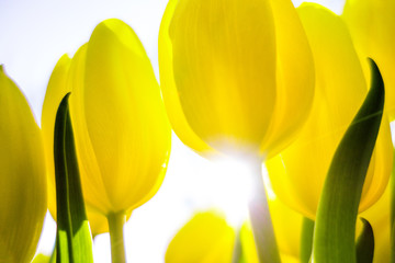 Obraz premium Yellow tulips in bright light