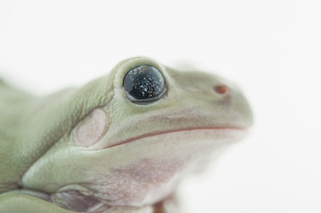 Whites Tree Frog