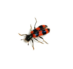 red beetle on a white