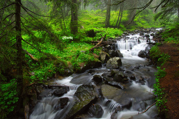 Fototapeta premium River in the woods