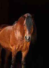 Bay heavy draft horse against a dark stable background