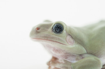 Whites Tree Frog