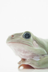 Whites Tree Frog