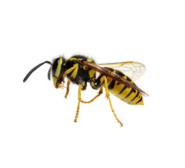 wasp isolated on white