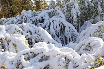 The first and unexpected snow