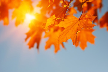  Autumn leaves on the sun