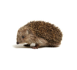 Hedgehog  isolated on white