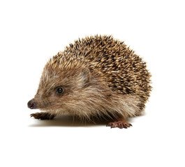Hedgehog  isolated on white