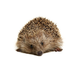 Hedgehog  isolated on white