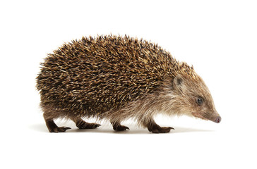 Hedgehog  isolated on white