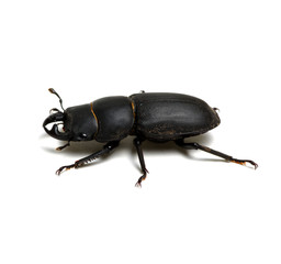 black beetle on white