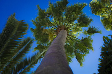 Palmen Mallorca - Spain-Porto Cristo