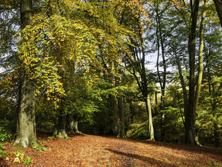 Fototapeta premium forest woodland autumn landscape