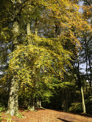 Fototapeta premium forest woodland autumn landscape
