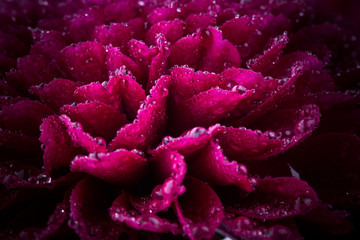 maroon chrysanthemum flower and water drops in macro lens shot small DOF