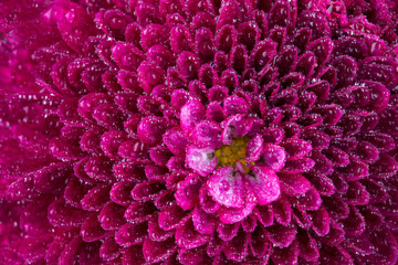 magenta chrysanthemum flower and water drops in macro lens shot small DOF