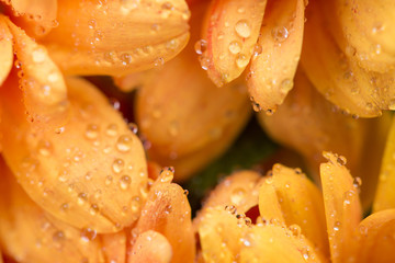 orange chrysanthemum flower and water drops in macro lens shot small DOF
