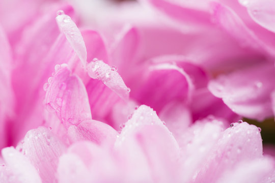 Fototapeta pink chrysanthemum flower and water drops in macro lens shot small DOF