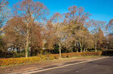 Fototapeta premium Herbstland - Am Park