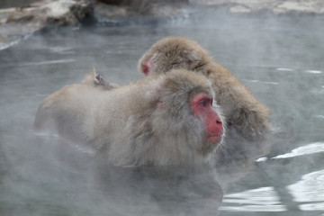 温泉に入る猿　地獄谷