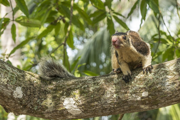Sri-Lanka-Riesenhörnchen (Ratufa macroura)