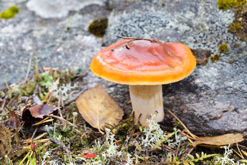 Brown mushroom on background stone