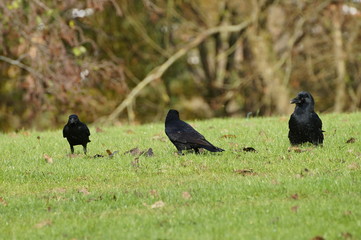 Three black ravens on green grass. Trees in background.